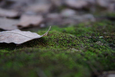 Close-up of dry leaves on field