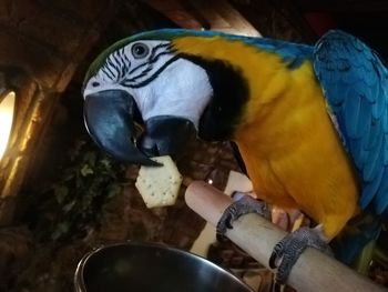 Close-up of a bird eating food