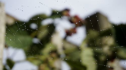 Close-up of water drops on window