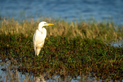 Great egret stands on plants in floodplain