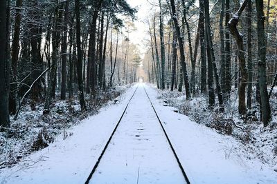 Snow covered trees in forest