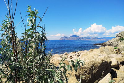 Rocks and plants by sea against sky