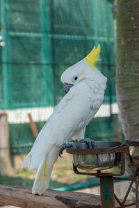 Close-up of parrot perching in cage