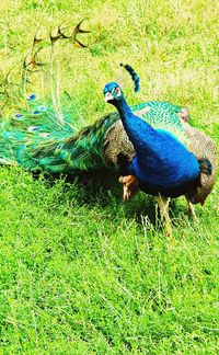 Peacock in a field