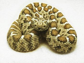 Close-up of snake