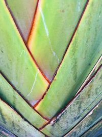 Close-up of green leaf