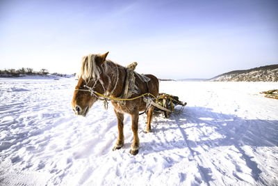 View of an animal on snow covered land