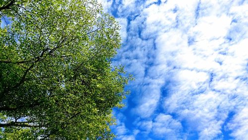 Low angle view of tree against sky