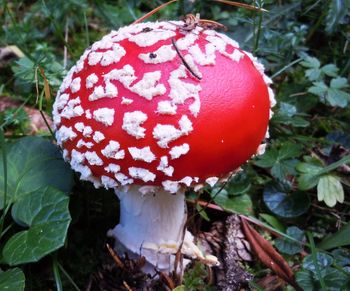 Close-up of mushroom growing in forest