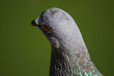 Close-up of bird