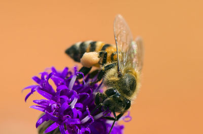 Close-up of bee on purple flower