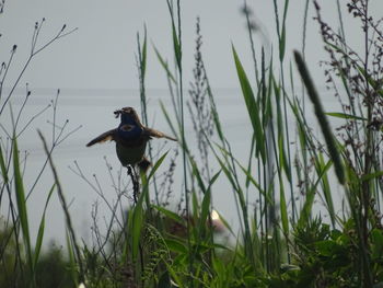 View of a bird on grass