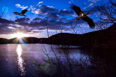 Seagulls flying over lake against sky during sunset