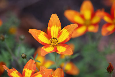 Close-up of orange flower