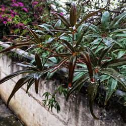 Close-up of plant