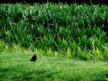 Black bird on a field