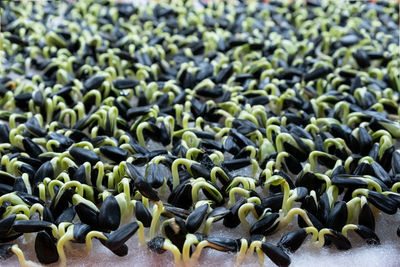 Sunflower sprouts. proportioned seeds. healthy raw food, trace elements