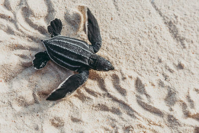 High angle view of insect on sand