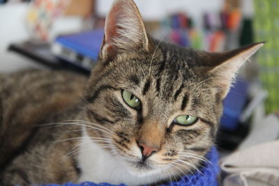 Close-up portrait of cat