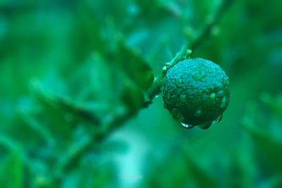 Close up of green plant