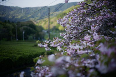 Cherry blossoms on field