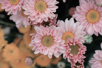 Close-up of pink flowering plants