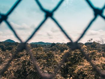 Trees seen through chainlink fence against sky