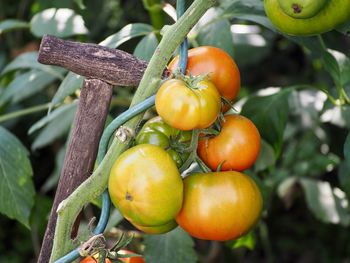 Close-up of oranges on tree