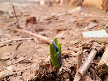 High angle view of plant growing on field