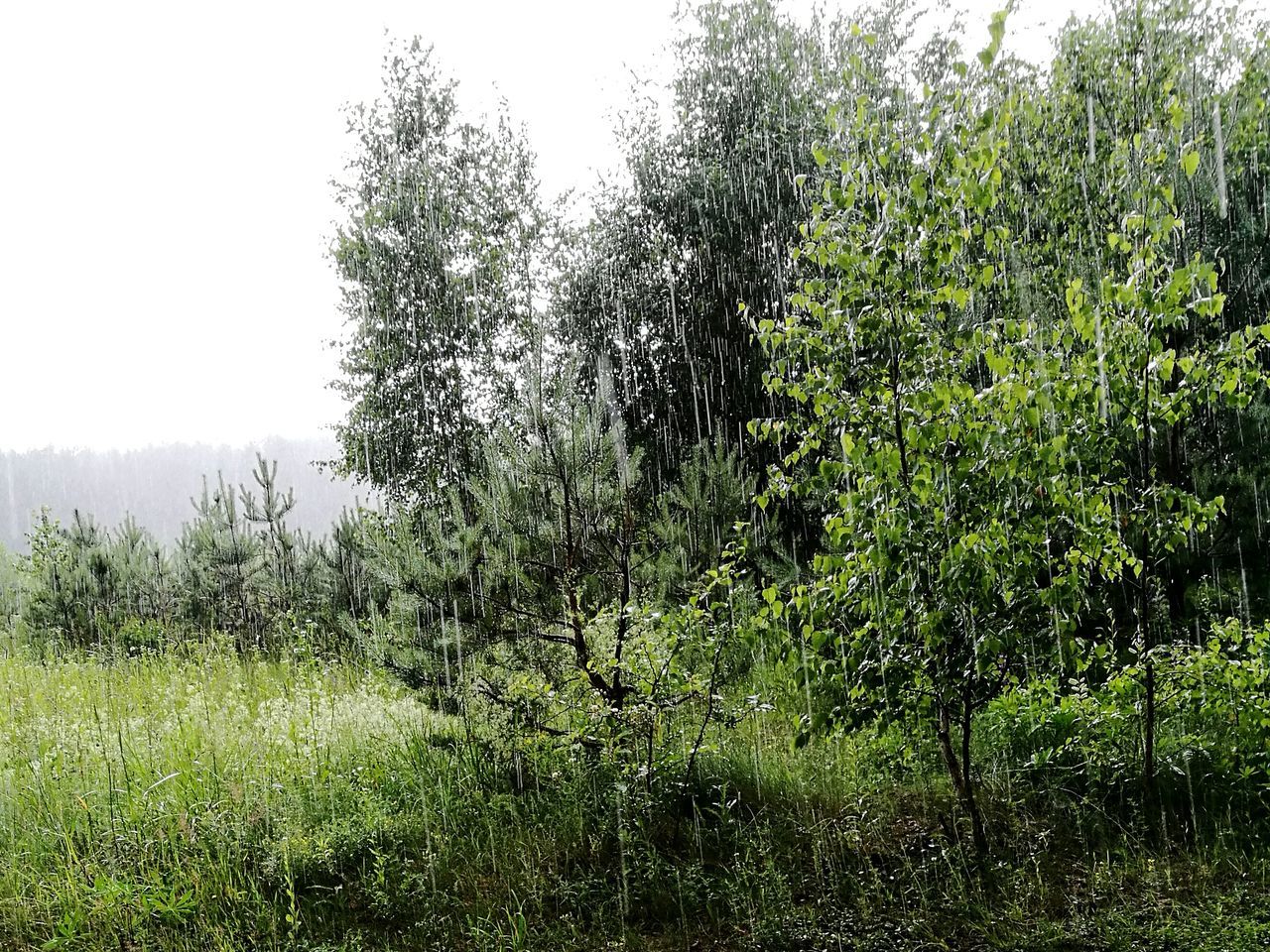 Summer rain refreshing green forest