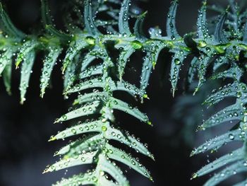 Close-up of drops on fern leaves