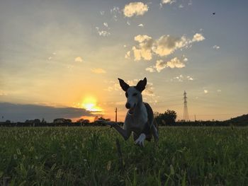 Dog on field against sky during sunset