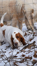 Dog lying on snow covered field