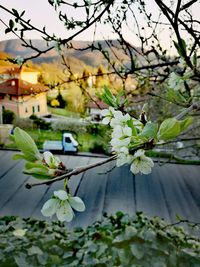 Close-up of flowers growing on tree by water