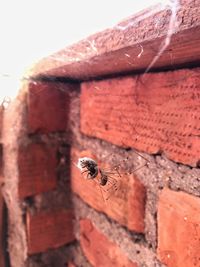 Close-up of bee on wall