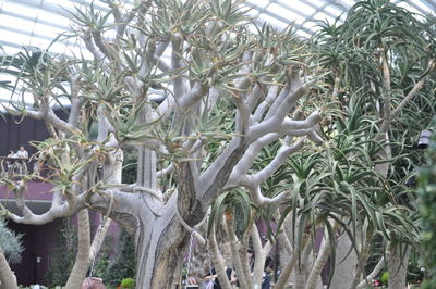 View of plants in garden