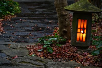 Close-up of illuminated lighting equipment on tree trunk