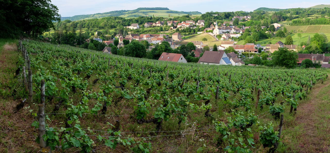 agriculture, farm, field, rural scene, crop, vineyard, landscape, house, green color, nature, tree, growth, hill, outdoors, winemaking, scenics, plant, grape, architecture, no people, day, beauty in nature, vine - plant, building exterior