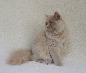 Cat looking away while sitting on floor