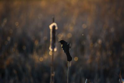 Close-up of bird perching on a water