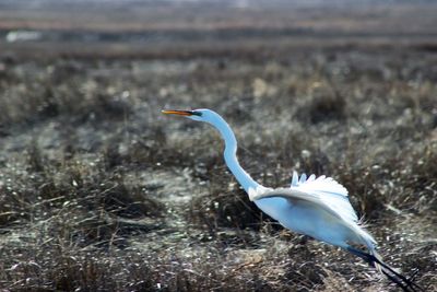 Great egret bird attempting to fly