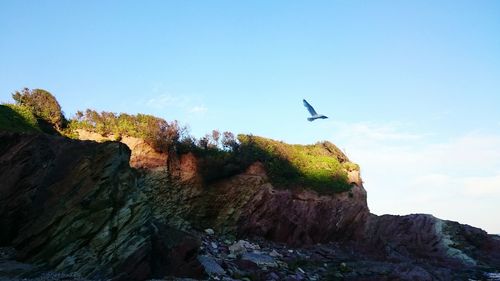 Low angle view of bird flying over cliff against clear sky