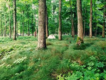 Trees in forest