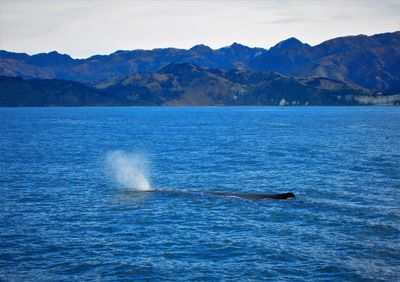 Scenic view of whale spout in sea against new new zealand mountains