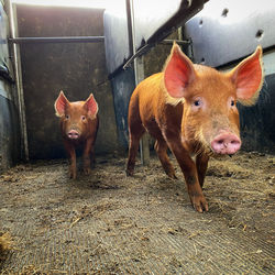 High angle view of pig on field