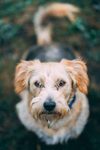 Portrait of dog