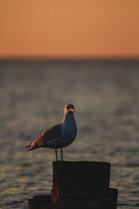 Seagull perching on wooden post against sea during sunset