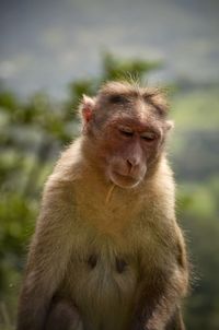 Close-up of monkey