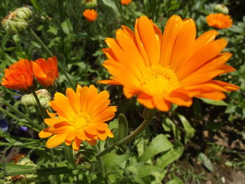 Close-up of marigold blooming outdoors