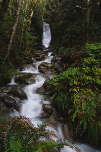 Scenic view of waterfall in forest